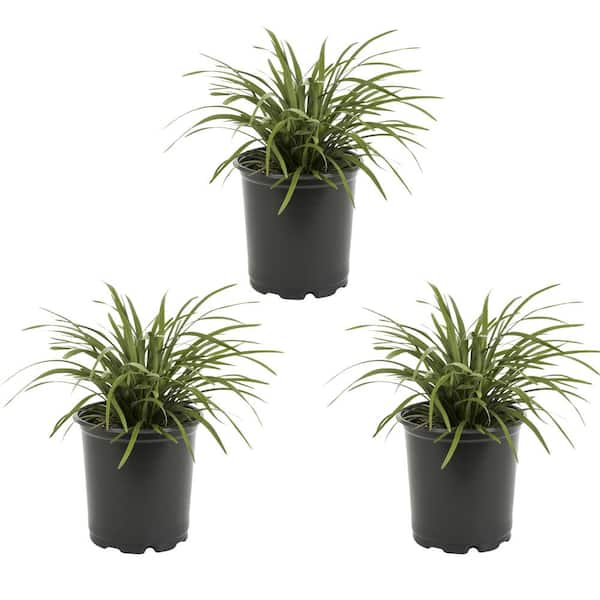 METROLINA GREENHOUSES 2 Qt. Green Liriope Perennial Plant (3-Pack) 4007 ...