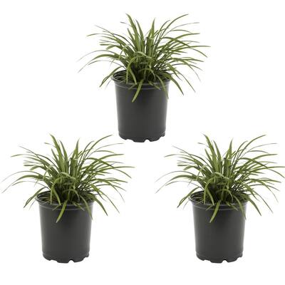 Monkey Grass Perennials Garden Flowers The Home Depot