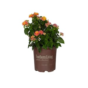 2.5 Qt. Little Lucky Peach Glow Lantana, Live Perennial Plant, Orange-peach to Yellow Bloom Clusters