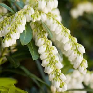 2 Gal. Mountain Snow Pieris, Evergreen Shrub, Clusters of Small Bell-Shaped White Blooms
