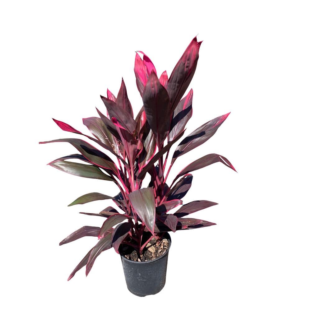 3 Gal. Red Sister Hawaiian Ti Cordyline Plant With Red Foliage