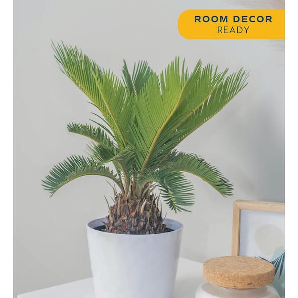 Vigoro Sago Palm Indoor Plant in 6 in. White Decor Planter