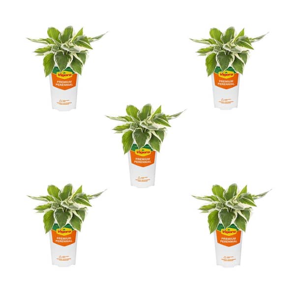 1.5 Qt. Hosta Minuteman Perennial Plant (5-Pack)