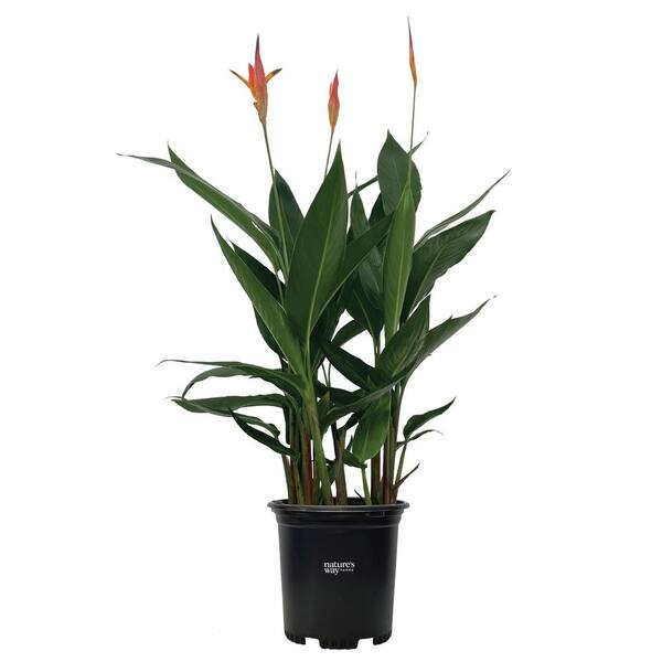 NATURE'S WAY FARMS Heliconia Choconiana Live Outdoor Plant in Growers Pot Avg Shipping Height 1 ft. to 2 ft. Tall