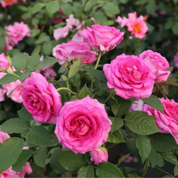 roseberryさん national PLANT NETWORK Bare Root Rose Scentables Raspberry Cupcake