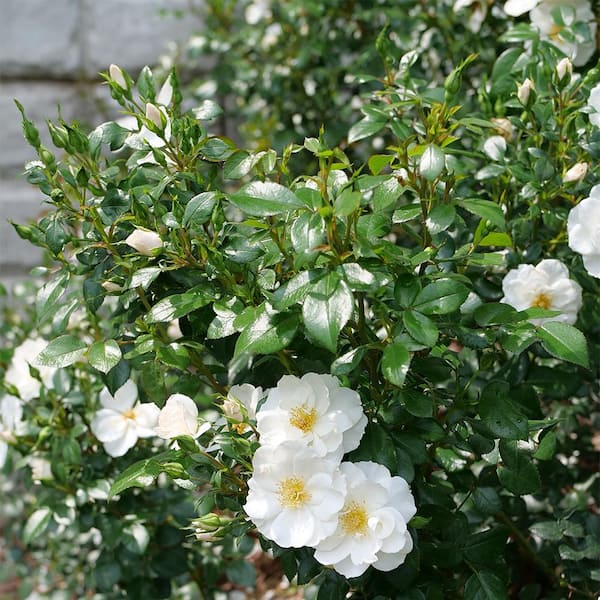 PROVEN WINNERS 2 Gal. Oso Easy Ice Bay Rose Shrub 18338 - The Home