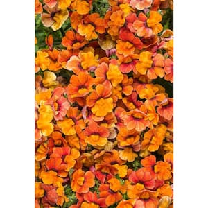 4.25 in. Grande Sunsatia Blood Orange (Nemesia) Live Plant, Orange Flowers (4-Pack)