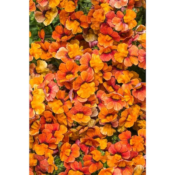 PROVEN WINNERS 4.25 in. Grande Sunsatia Blood Orange (Nemesia) Live Plant, Orange Flowers (4-Pack)