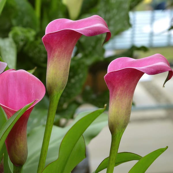 national PLANT NETWORK Calla Lily Zazu Bulb (3-Pack) HD2622