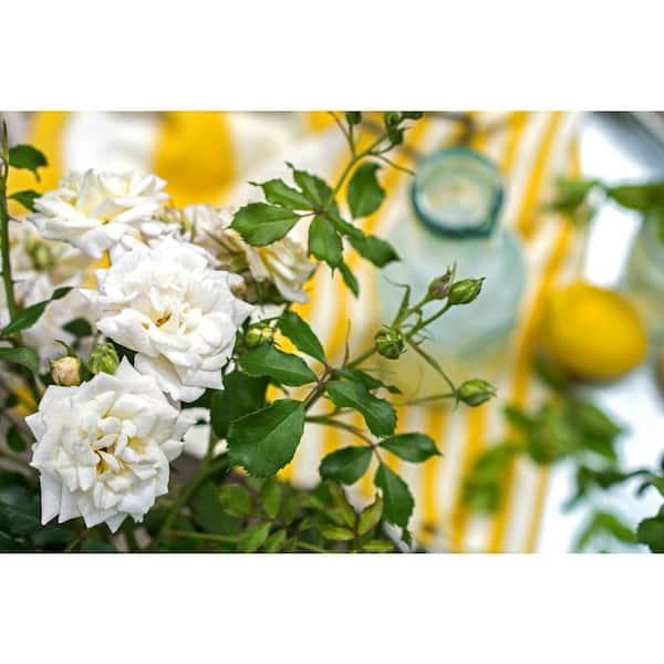 Drift 1 Gal. White Drift Rose Bush with White Flowers (2-Pack