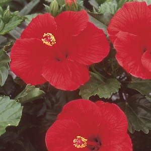2.33 Gal. Braided Hibiscus Shrub with Red Flowers