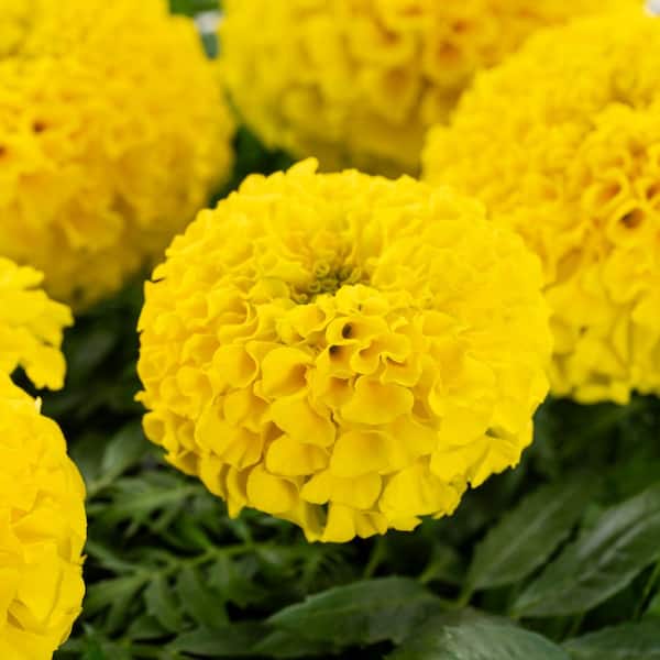 METROLINA GREENHOUSES 2 Qt. Yellow Marigold Annual Plant (3-Pack