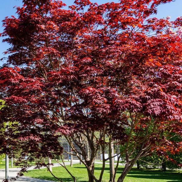 2 gal. Emperor I Deciduous Japanese Maple Tree MAPJEM02GH - The