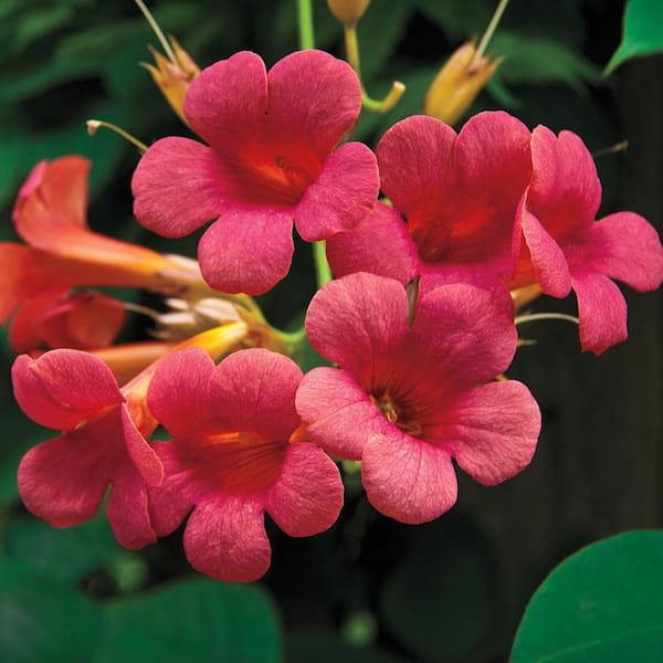 Spring Hill Nurseries Red Sunset Trumpet Vine, Dormant Bare Root Starter Plant (1-Pack)