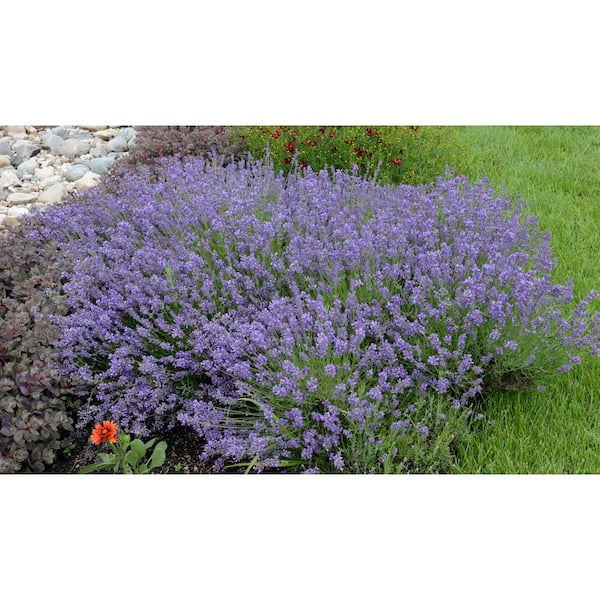 3 Gal. Essence Purple English Lavender (Lavandula Angustifolia) Live Flowering Plant, Purple-Blue Flowers (2-Pack)