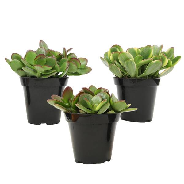 ALTMAN PLANTS Classic Jade Succulent Easy Care Houseplants (Crassula) in  3.5 in. Grower Pots (3-Pack) 0873244 - The Home Depot