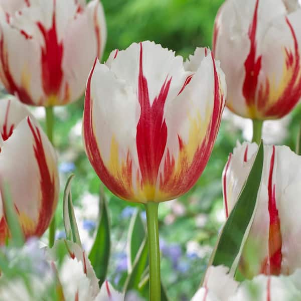 Garden State Bulb 12/ cm, Happy Generation Triumph Tulip Flower Bulbs (Bag of 25)