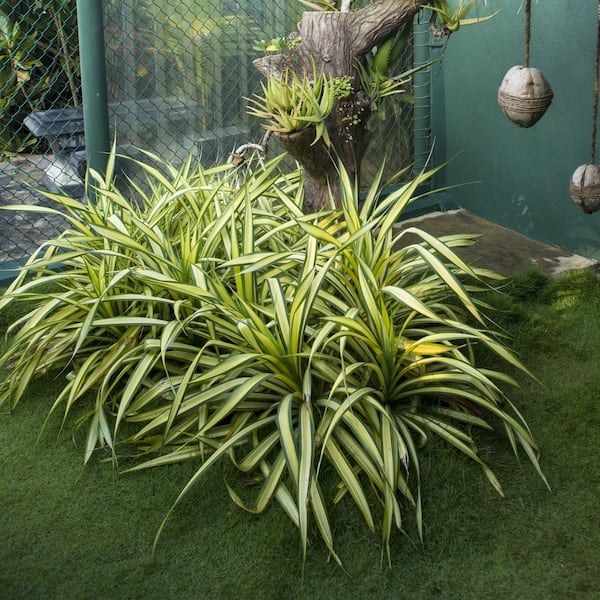 ALTMAN PLANTS 2 Gal. Sp Platinum Yucca Golden Sword Shrub