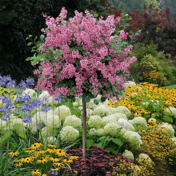 national PLANT NETWORK 1 Gal. Lilac Syringa Palibin Tree with Lavender Blooms (2-Plack)