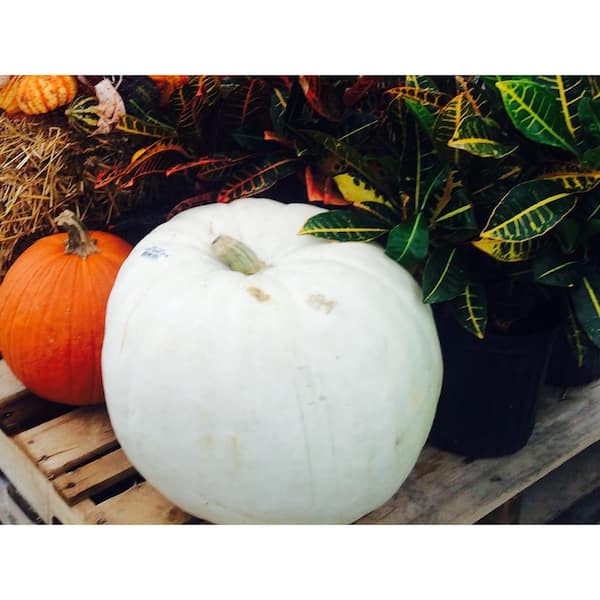 Polar Bear Pumpkin