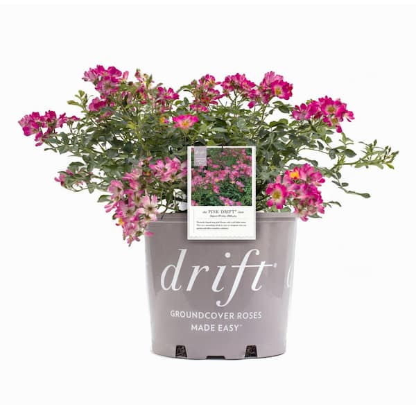 3 Gal. Drift Rose with Pink Flowers