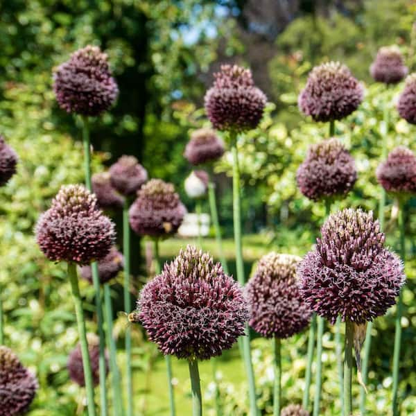 Breck's Red Mohican Allium Bulbs (5-Pack)