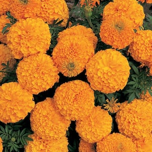 3.2 Qt. Marigold Inca Orange Flower in 7.5 In Grower's Pot