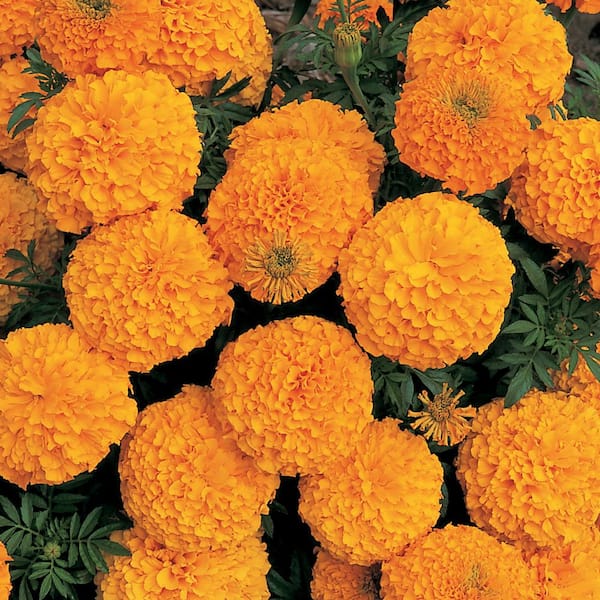 Pure Beauty Farms 3.2 Qt. Marigold Inca Orange Flower in 7.5 In Grower's Pot