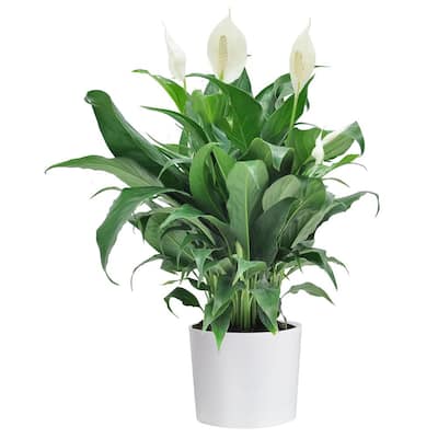 Spathiphyllum Peace Lily Plant in 6 in. White Cylinder Pot