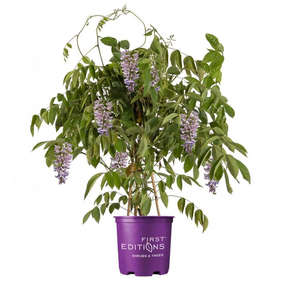FIRST EDITIONS 2 Gal. Summer Cascade Wisteria Plant-Flowering
