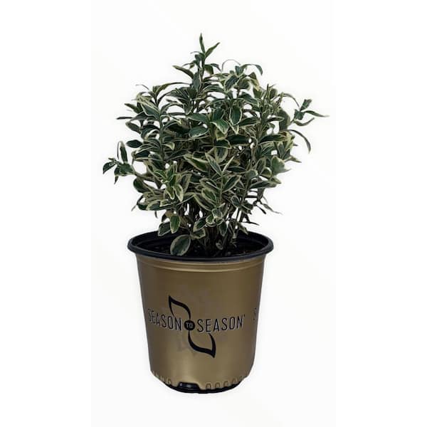 SEASON TO SEASON 2G Euonymus Japonica Gemini Shrub