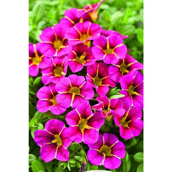 PROVEN WINNERS Superbells Cherry Star (Calibrachoa) Live Plant, Pink Flowers with a Yellow Star, 4.25 in. Grande