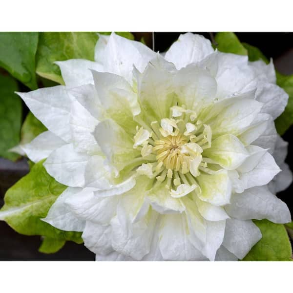 Wekiva Foliage Clematis Duchess of Edinburgh-3 Live Plants in 4 in. Growers Pots-Clematis Duchess of Edinburgh-White Bloom