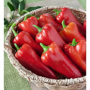 25 oz. Carmen Italian Sweet Pepper Plant