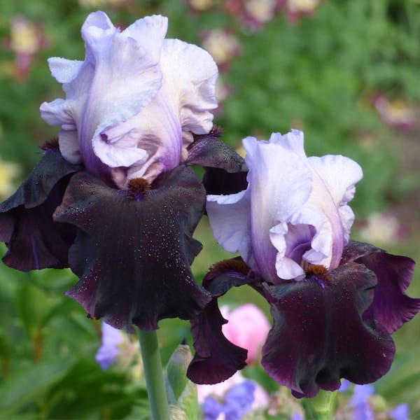 VAN ZYVERDEN Bearded Iris 4 in. Liners Better Together Starter Plants (Set of 3)