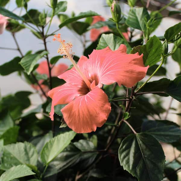 national PLANT NETWORK 2 gal. Hibiscus Peach Braided Annual Tree