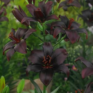 Lilies Asiatic Black Charm Bulbs (7-Pack)