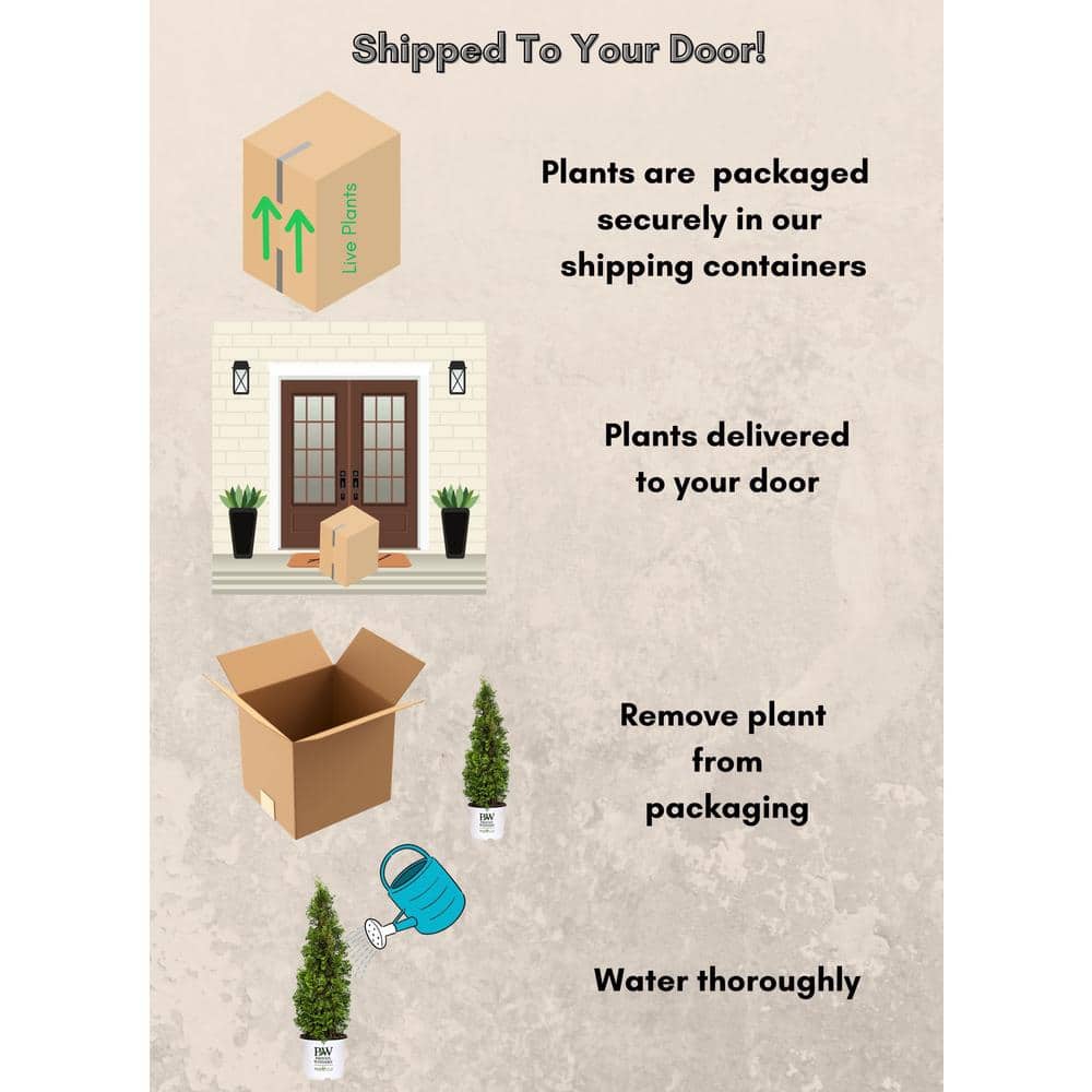 2-Gallon Dark Green Arborvitae Evergreen Shrub
