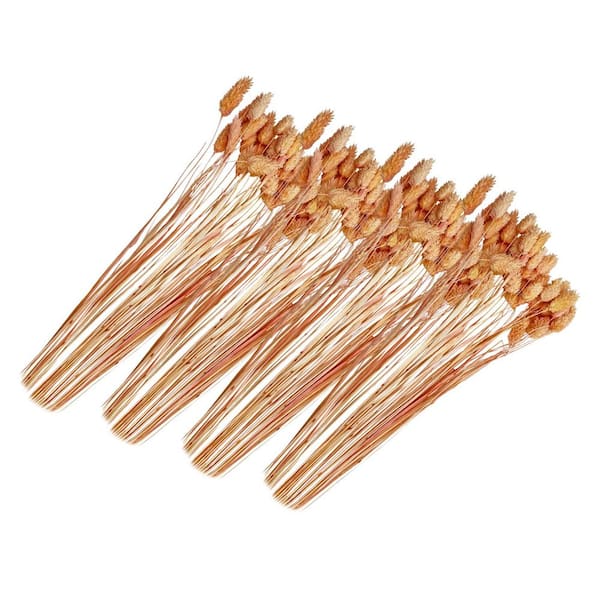 21 in. Pink Champagne Indoor Non Artificial Dried Preserved Dried Gem Grass-Pack of 4