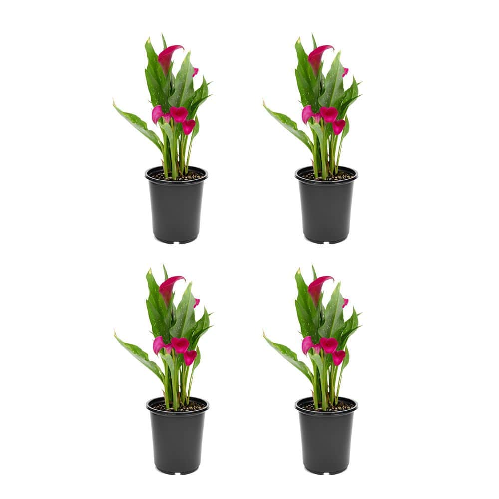 2.5 Qt. Perennial Calla Lily Pink (4-Pack)