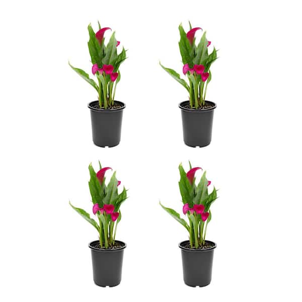 Unbranded 2.5 Qt. Perennial Calla Lily Pink (4-Pack)