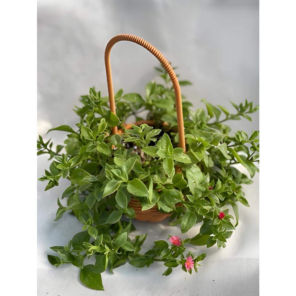 Aptenia Red Apple with Red Flowers, Indoor Succulent Plants in 6.5 in. Roun