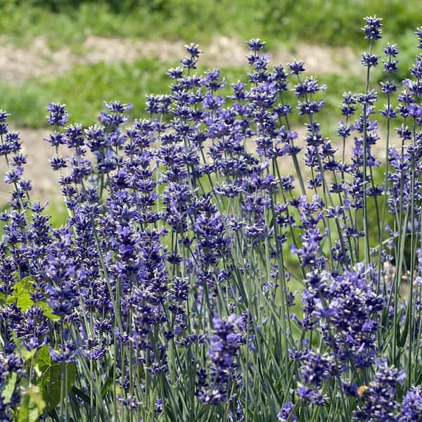national PLANT NETWORK 3.25 in. Lavender Super Blue Plant (6-Pack) HD1577A