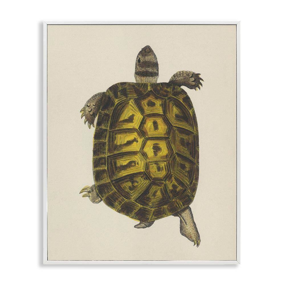 Vintage Maritime Tortoise by Phillipa Katz White Framed Animal Giclee Art Print 14 in. x 11 in. price history on PriceWatchPro
