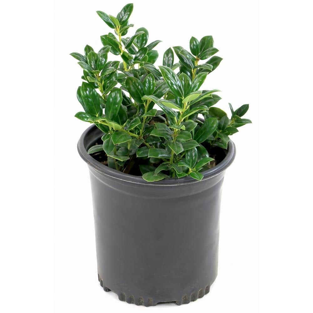Dwarf Burford 2.25 Gallon Evergreen Holly Shrub