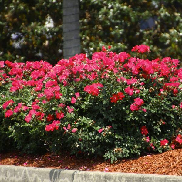 ♡Rose rose♡ Queenberry Rose Variety - Hot Pink Roses near me - EbloomsDirect