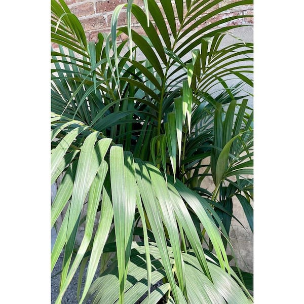 monstera deliciosa buy Monstera deliciosa main image 0