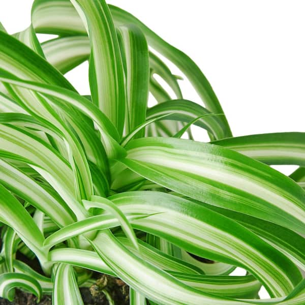 Beautiful Indoor Baby Spider Plant Chlorophytum comosum (Green) x 1  Spiderette