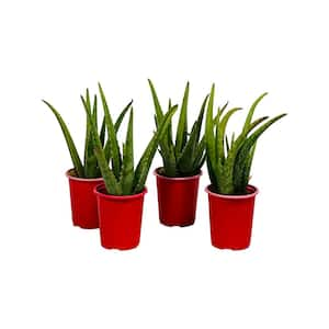 1 qt. Succulent Aloe Vera Plant in Grower's Pot (4-Plants)