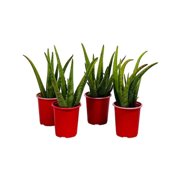 1 qt. Succulent Aloe Vera Plant in Grower's Pot (4-Plants)